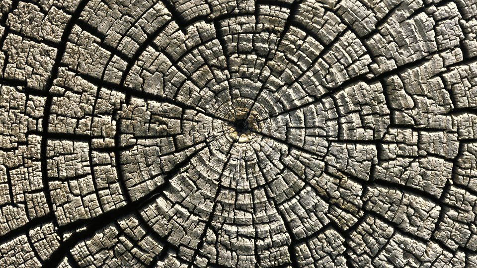 Close-up of the growth rings in a cut tree trunk