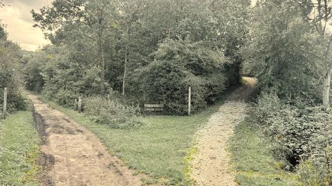 A woodland path that splits into two
