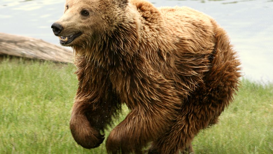 A brown bear running across grass