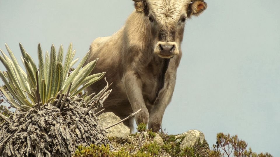 A bull standing on a rocky hillside