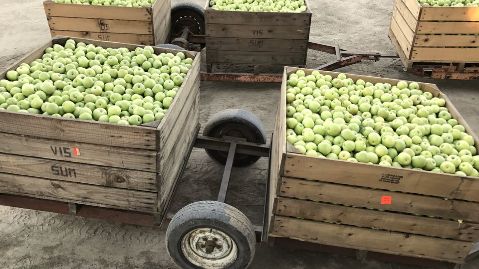Wooden crates full of freshly picked green apples